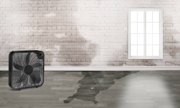 Best Local water damage restoration  in Mayflower Village, CA